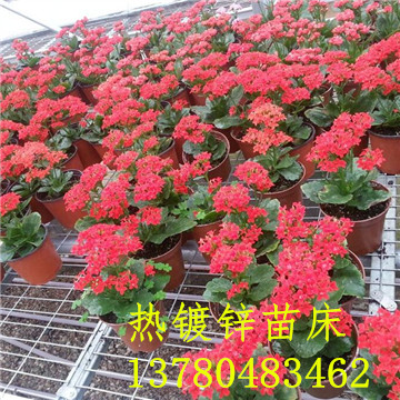<a href='/' target='_blank'><a href='http://www.10lai.cn/miaochuangsheshi/203.html'target='_blank'>花架網(wǎng)</a></a>