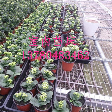 溫室<a href='/' target='_blank'><a href='http://www.10lai.cn/miaochuangsheshi/203.html'target='_blank'>花架網(wǎng)</a></a>廠家