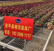 防腐蝕苗床